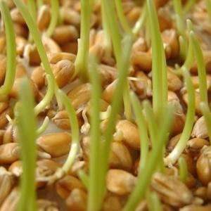 Живительная сила проростков пшеницы
