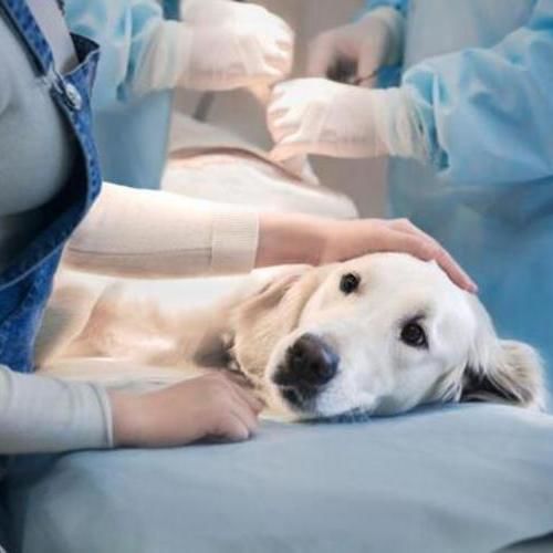 Лечение мастита у собак