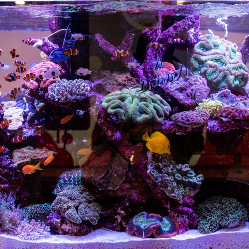 Виды дизайна морских аквариумов