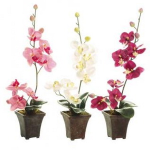 Орхидеи: как ухаживать, заботиться и правильно выращивать комнатное растение.